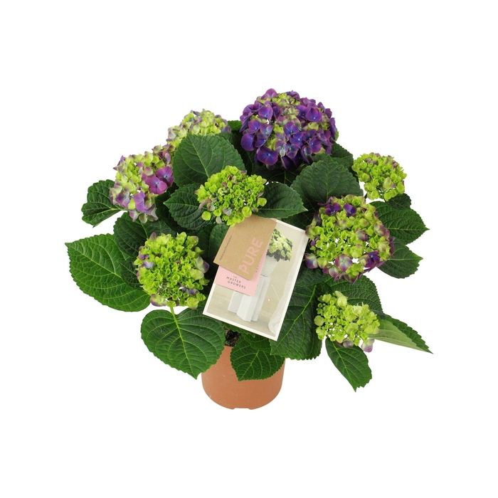 <h4>Hydrangea Ningbo lila 5/6 flowers</h4>