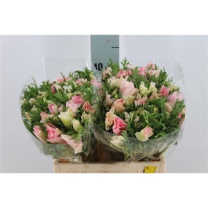 Anemone Mistral Light Pink