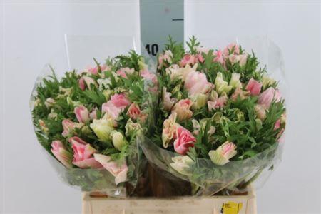 <h4>Anemoon Mistral Light Pink</h4>