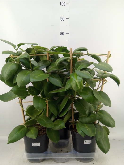 <h4>Hoya calycina 'Stargazer'</h4>