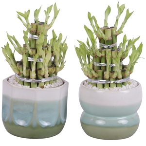 Lucky Bamboo Shape Round 3B Ø15cm Ceramic FB675