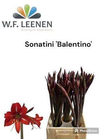 <h4>Hipp Co Sonatini Balentino</h4>