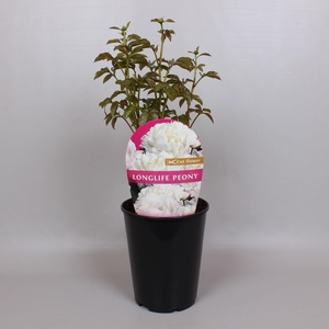 Paeonia Premium Longlife 26CM Wit