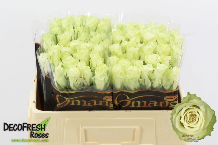 <h4>R GR ATHENA</h4>