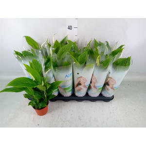 Spathiphyllum  'Chopin'