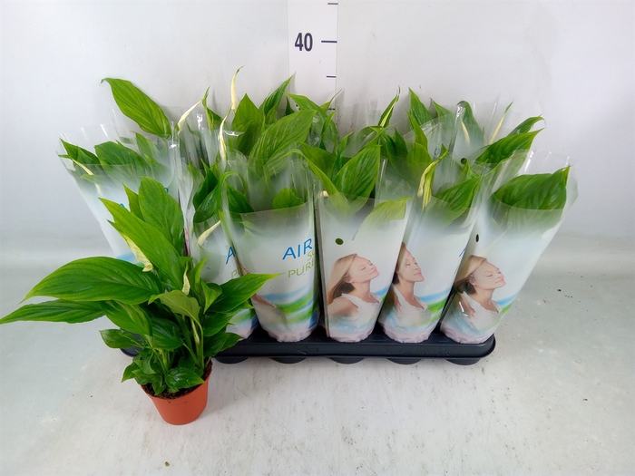 <h4>Spathiphyllum  'Chopin'</h4>
