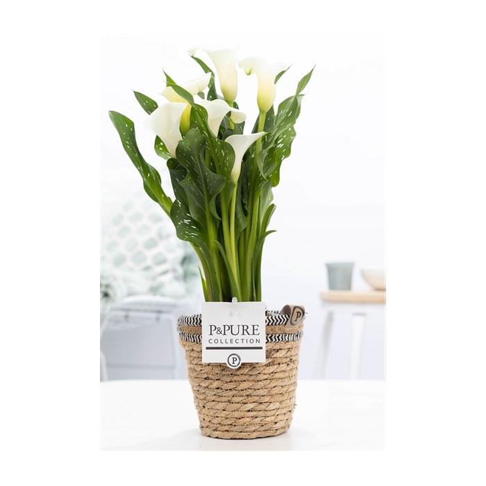 <h4>Zantedeschia white in P&PURE Basket 6</h4>