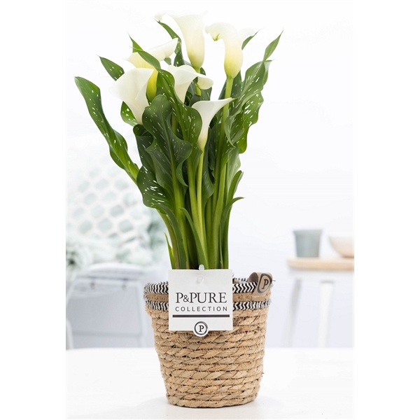 Zantedeschia white in P&PURE Basket 6
