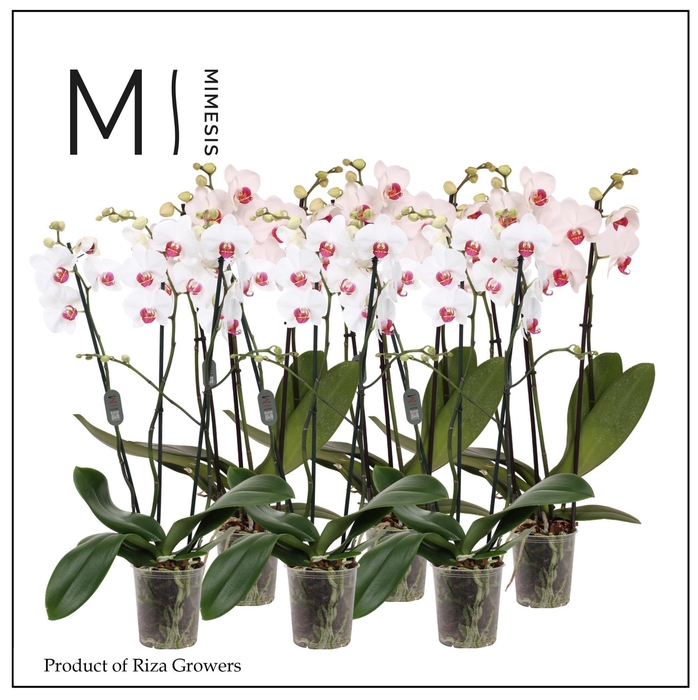 <h4>Mimesis Phal. Red Lip - 3 spike 12cm</h4>