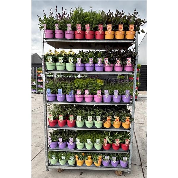 <h4>Vaste planten mixkar</h4>