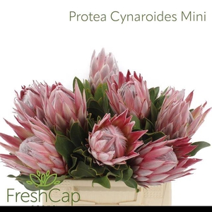 PROTEA CYNAROIDES