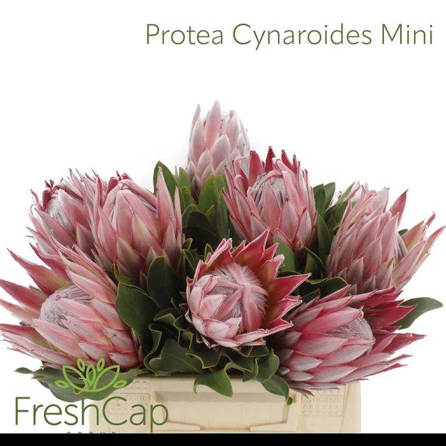 <h4>PROTEA CYNAROIDES</h4>