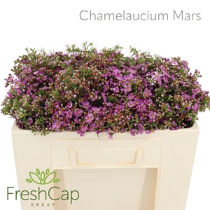 Chamelaucium Mars