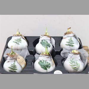 Wax Hipp Botanical Mix
