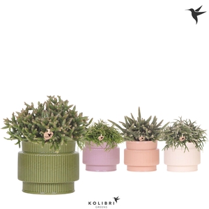 Kolibri Greens Rhipsalis mix in Allure pot mix