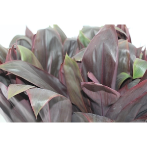 FOLHAGEM CORDYLINE RUBRO 060 CM