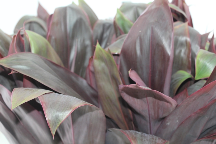 <h4>FOLHAGEM CORDYLINE RUBRO 060 CM</h4>