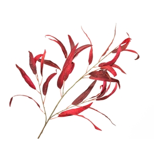 Eucalyptus Velvet Red
