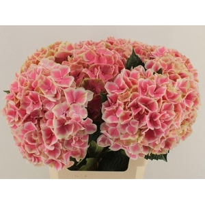 HYDRANGEA  'MAGICAL LINN'