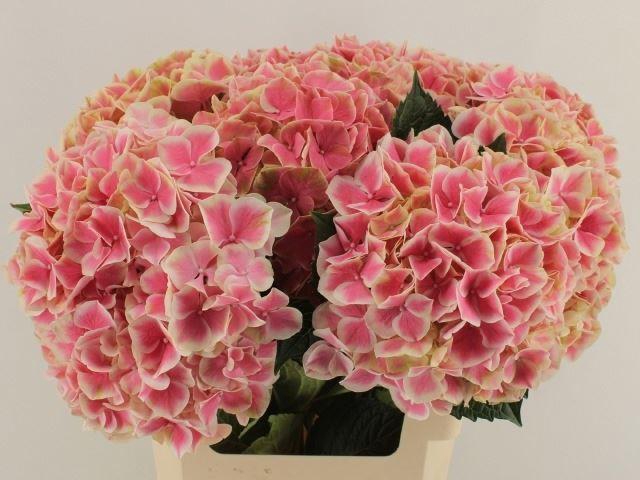 <h4>HYDRANGEA  'MAGICAL LINN'</h4>