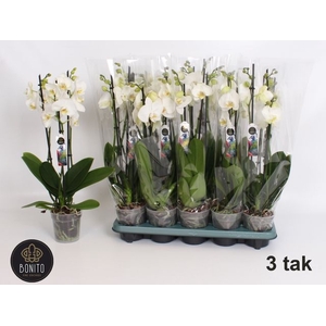PHAL WHITE NOTTINGHAM 3 TAK