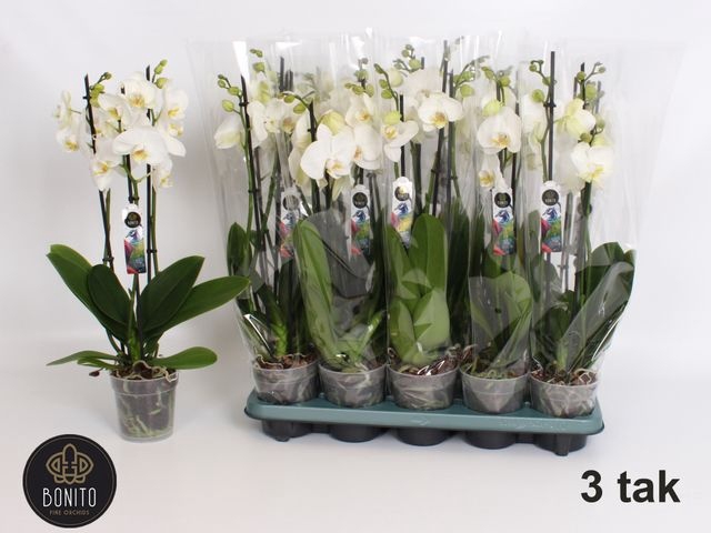 <h4>PHAL WHITE NOTTINGHAM 3 TAK</h4>