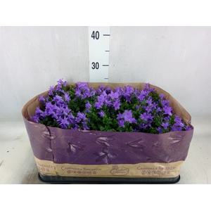 Campanula porten. 'Blueone'
