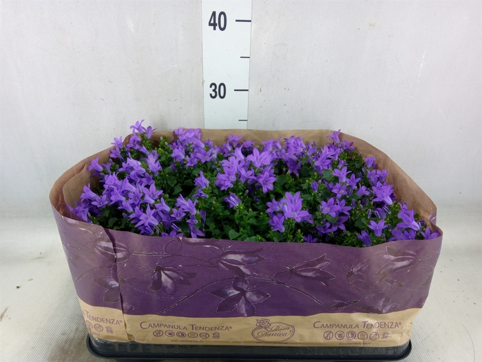 <h4>Campanula porten. 'Blueone'</h4>