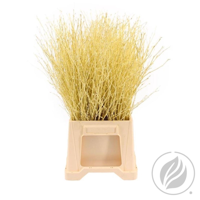 <h4>Birch 70cm Cream</h4>