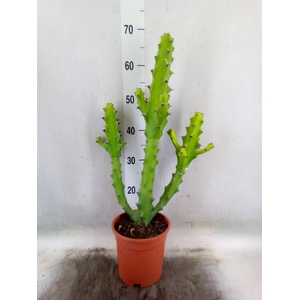 Euphorbia   ...