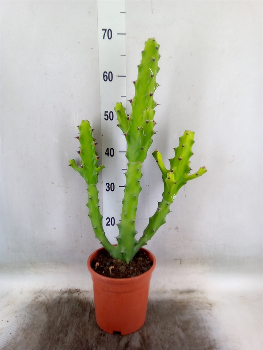 <h4>Euphorbia   ...</h4>