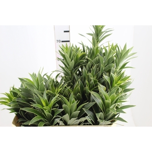 FOLHAGEM DRACENA PLEOMELE CINZA