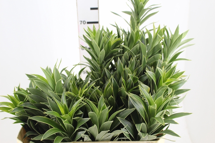 <h4>FOLHAGEM DRACENA PLEOMELE CINZA</h4>