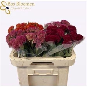 Cel C Repris Gem Fst