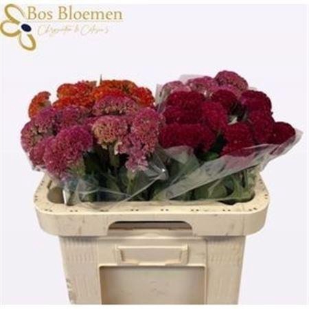 <h4>Cel C Repris Gem Fst</h4>