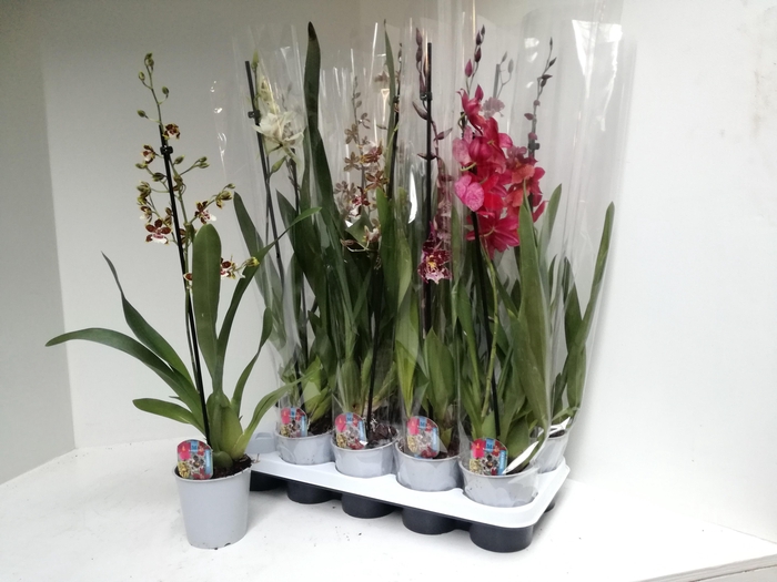 <h4>CAMBRIA GRP GEM</h4>