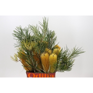 Banksia Collina