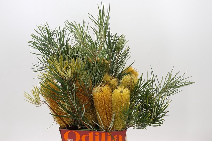 <h4>Banksia Collina</h4>