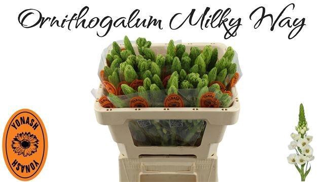 <h4>ORNIT THY MILKY WAY</h4>