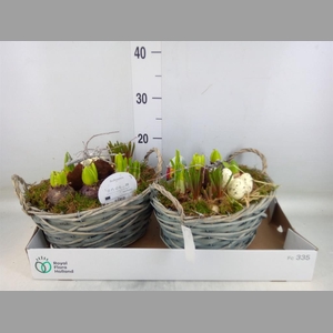 Arr.   Bol/Knolgewas L%