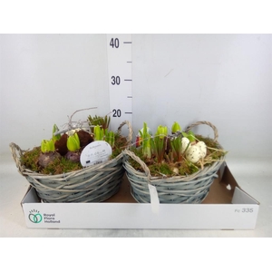 Arr.   Bol/Knolgewas L%