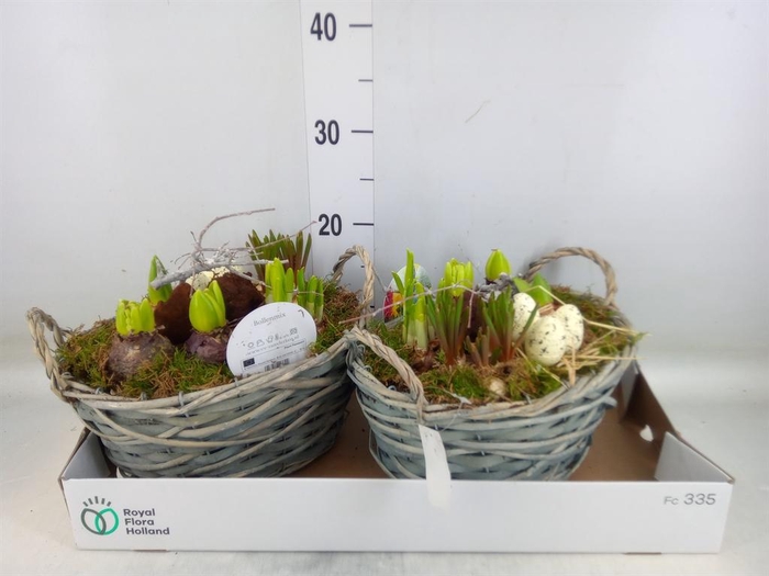 <h4>Arr. Bol/Knolgewas L%</h4>