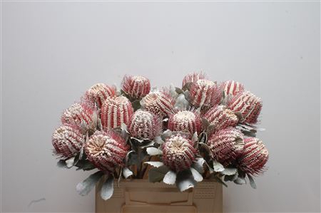 <h4>Banksia Coccinea White</h4>