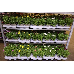 Osteo Margarita Mixk