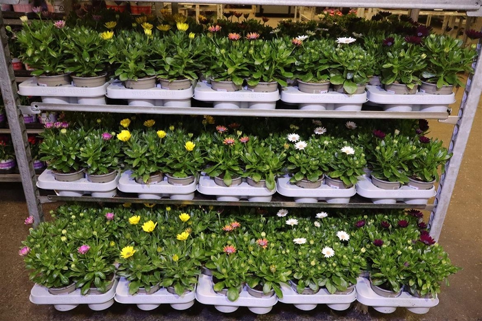 <h4>arr8 Osteo Margarita Mixk</h4>