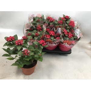 Bouvardia Amora Anna 12Ø 27cm