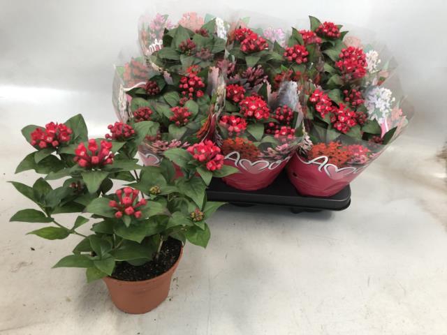 Bouvardia Amora Anna 12Ø 27cm