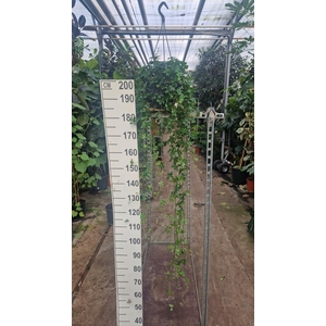 Parthenocissus striata hangplant XL