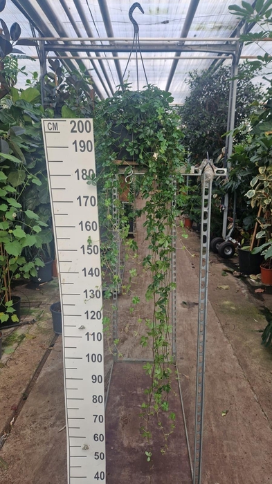 <h4>Parthenocissus striata hangplant XL</h4>
