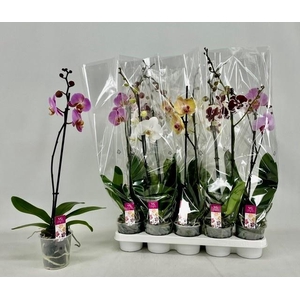 PHAL GEM